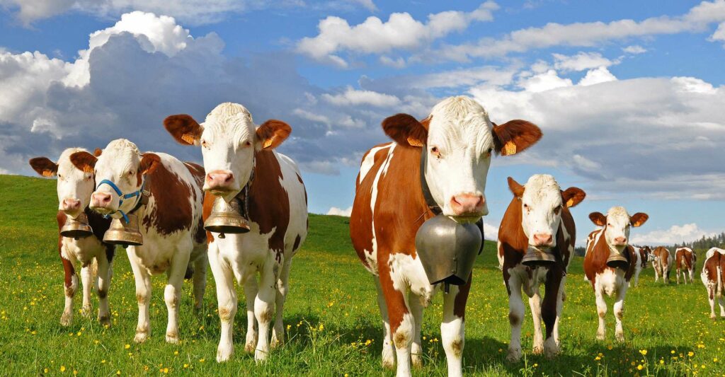 La vache, le gilet jaune du Haut-Doubs