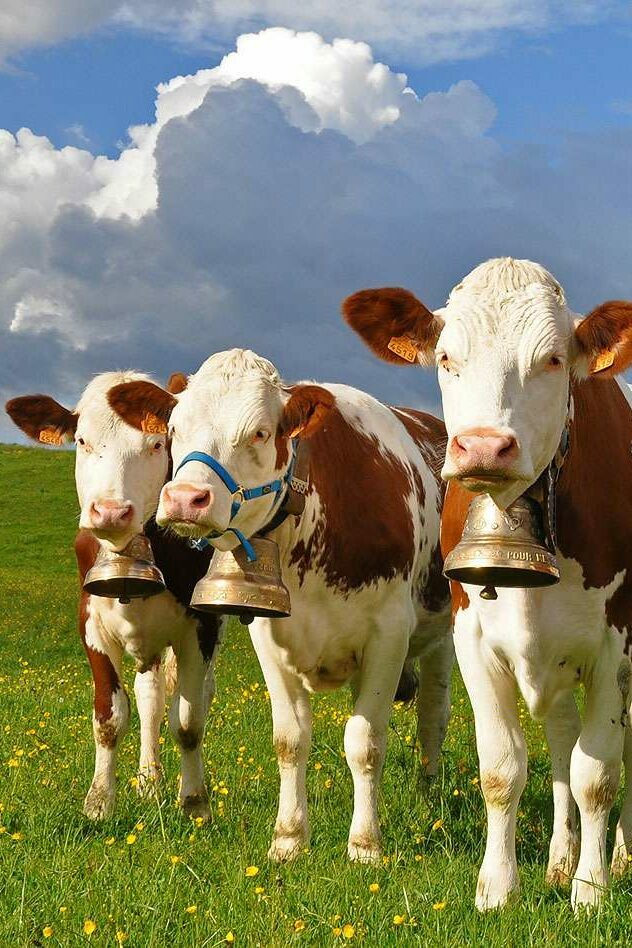 Dans le Haut-Doubs, lâaffaire Mario Kart et la vache Ă anneau nasal contre PETA fait sourire : ici, nos MontbĂ©liardes nâont besoin que de leurs cloches.