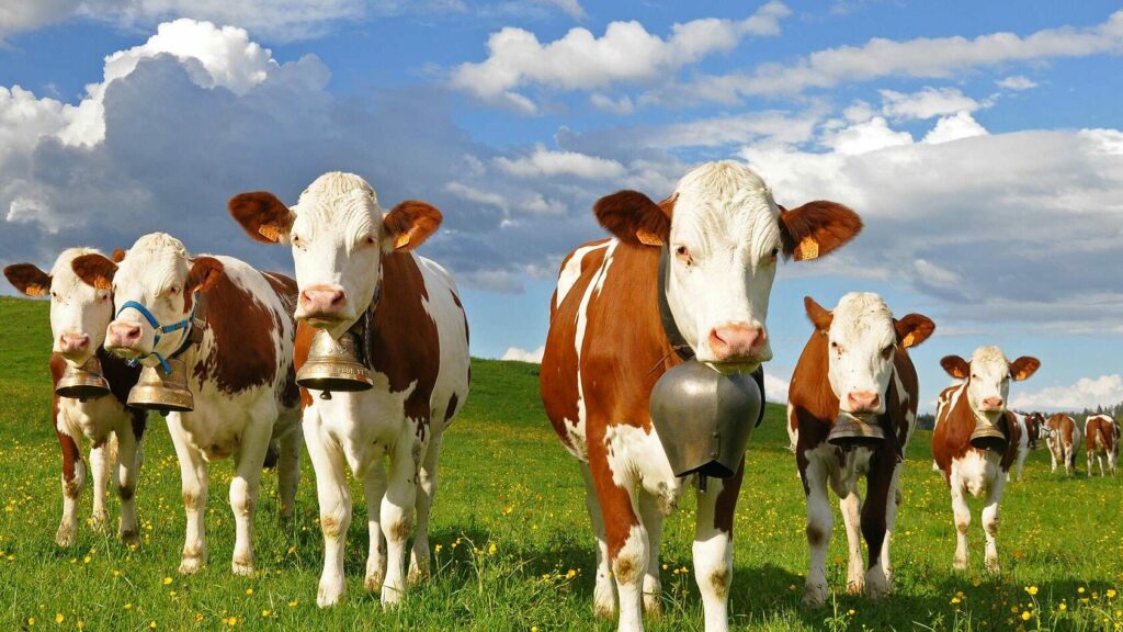 Strava transforme le Haut-Doubs en terrain de records pour Parisiens sportifs, sous lâĆil inquiet des vaches, des locaux et des hĂ©rissons.