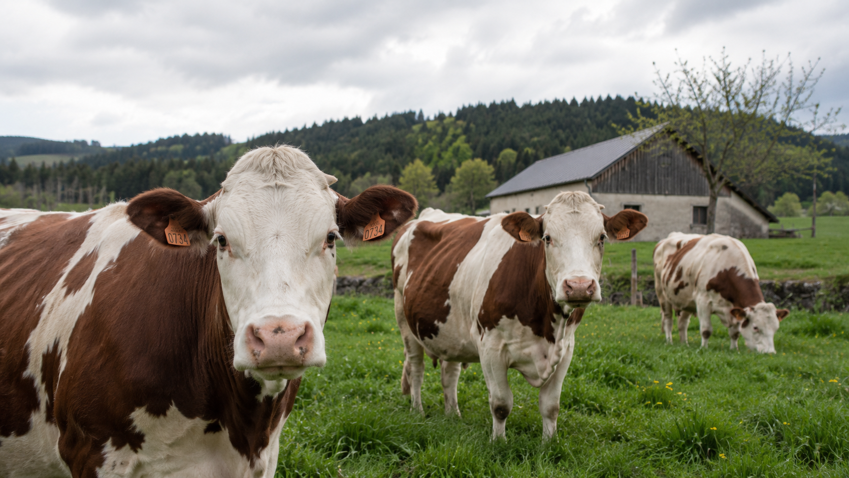 Illustration de lâarticle « đ Vaches » publiĂ©e sur LâOuest RĂ©publicain.